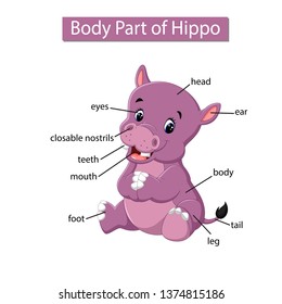 Diagram showing body part of hippo