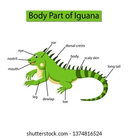 Diagram showing body part of Iguana