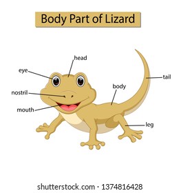 Diagram Showing Body Part Lizard Stock Vector (Royalty Free) 1374816428 ...