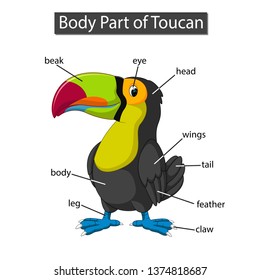 Diagram showing body part of toucan