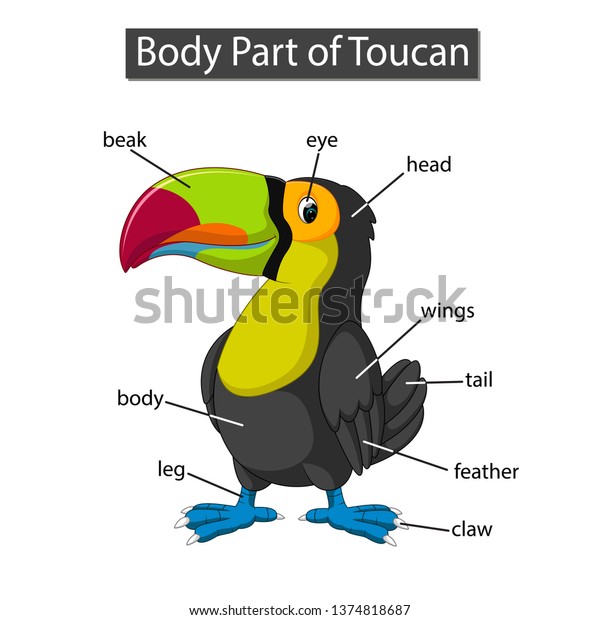 Diagram Showing Body Part Toucan Stock Vector (Royalty Free) 1374818687 ...