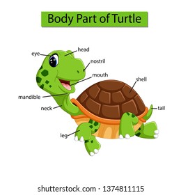 Similar Images, Stock Photos & Vectors of Turtle body parts. Animal ...