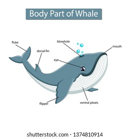 Diagram showing body part of whale