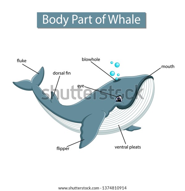Diagram showing body part of\
whale