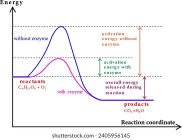 Un diagrama que muestra la reacción catalítica: el niveau de energía como función de la coordenada de reacción.Ilustración vectorial.