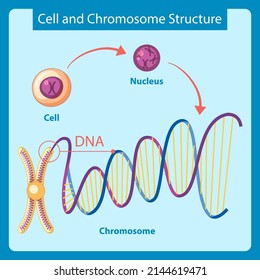 Diagram Showing Cell Chromosome Structure Illustration Stock Vector ...