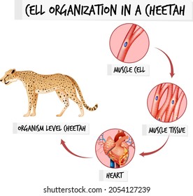 Diagram showing cell organization in a cheetah illustration
