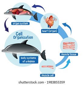 Diagram showing cell organization in a dolphin illustration