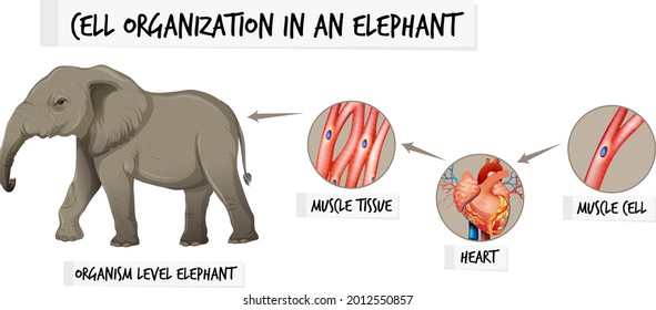 Diagram showing cell organization in a elephant illustration