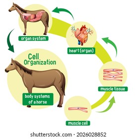 Diagram showing cell organization in a horse illustration