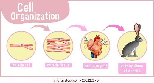 Diagram showing cell organization in a rabbit illustration