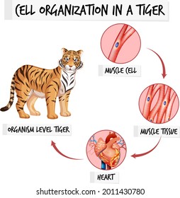Diagram showing cell organization in a tiger illustration