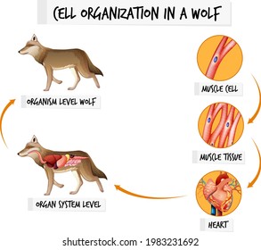 Diagram showing cell organization in a wolf illustration