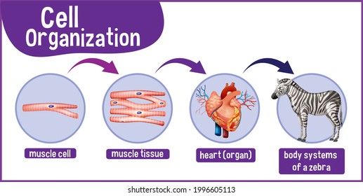 Diagram showing cell organization in a zebra illustration