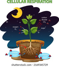 Diagram showing cellular respiration illustration