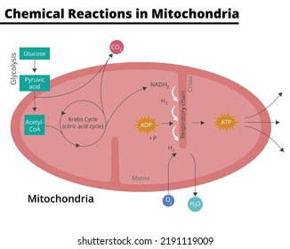 Diagram showing the chemical reactions that take place in mitochondria. Glycolysis, krebs cycle, respiratory chain, ATP synthesis, cellular respiration. Vector illustration. Didactic illustration.