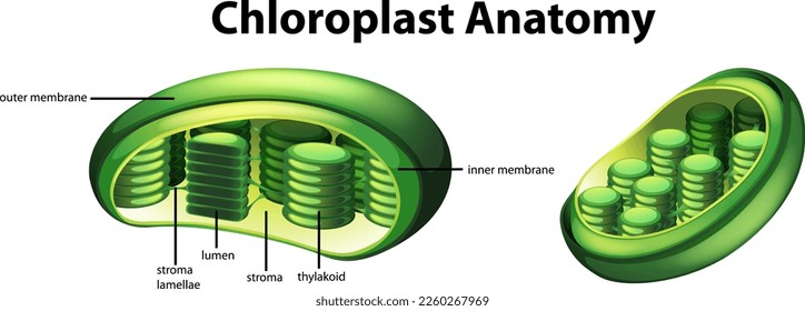 Diagram showing chloroplast anatomy illustration