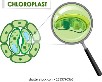 Diagram showing chloroplast on plant cell illustration
