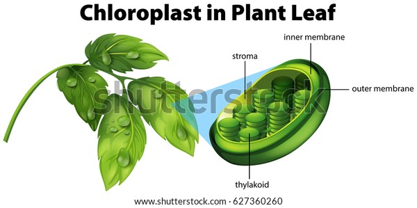 Diagram showing\
chloroplast in plant\
leaf