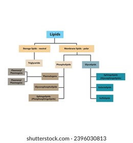 Diagram showing classification of lipids - storage lipids, membrane lipids - including phospholipids, glycolipids, triglycerides, plasmogens and more. Yellow and blue scientific vector illustration.