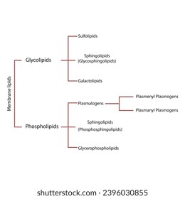 Diagram showing classification of lipids - storage lipids, membrane lipids - including phospholipids, glycolipids, triglycerides, plasmogens and more. Red scientific vector illustration.