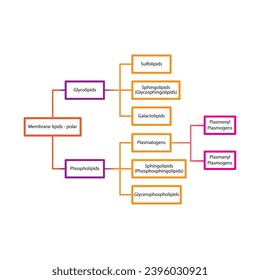 Diagram showing classification of lipids - storage lipids, membrane lipids - including phospholipids, glycolipids, triglycerides, plasmogens and more. Orange and pink scientific vector illustration.