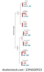 Diagram showing classification of lipids - storage lipids, membrane lipids - phospholipids, glycolipids, triglycerides, plasmogens and more. Blue and red scientific vector illustration.