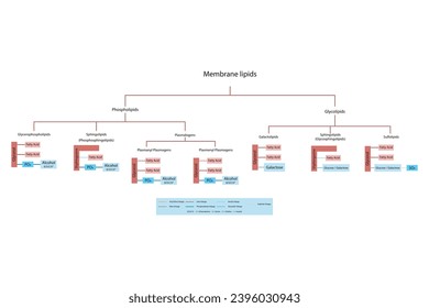 Diagram showing classification of lipids - storage lipids, membrane lipids - phospholipids, glycolipids, triglyceride and more, including chemical linkages Blue and red scientific vector illustration.