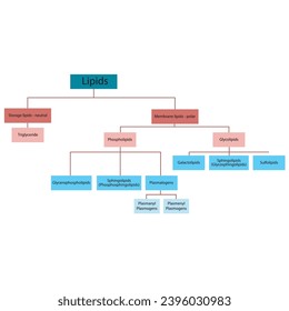 Abbildung zur Klassifizierung von Lipiden - Lagerlipiden, Membranlipiden - einschließlich Phospholipiden, Glykolipiden, Triglyceriden, Plasmogenen und mehr. Blaue und rote wissenschaftliche Vektorgrafik.