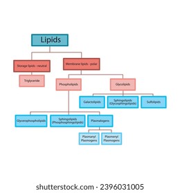Diagrama que muestra la clasificación de lípidos - lípidos de almacenamiento, lípidos de membrana - incluyendo fosfolípidos, glicolípidos, triglicéridos, plasmogenos y más. Ilustración vectorial científica azul y roja.