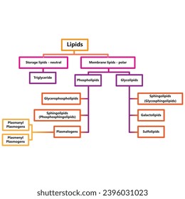 Diagram showing classification of lipids - storage lipids, membrane lipids - including phospholipids, glycolipids, triglycerides, plasmogens and more. Orange and pink scientific vector illustration.