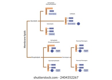 Diagram showing classification of lipids - storage lipids, membrane lipids - phospholipid, glycolipid, sulfolipid and more. Orange and purple scientific vector illustration.