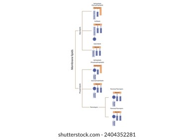 Diagram showing classification of lipids - storage lipids, membrane lipids - phospholipid, glycolipid, sulfolipid and more. Orange and purple scientific vector illustration.