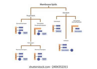 Diagram showing classification of lipids - storage lipids, membrane lipids - phospholipid, glycolipid, sulfolipid and more. Orange and purple scientific vector illustration.
