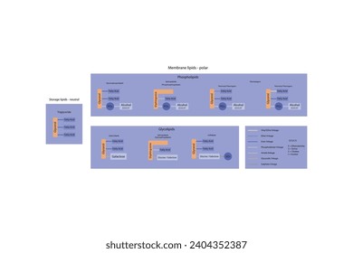 Diagram showing classification of lipids - storage lipids, membrane lipids - phospholipid, glycolipid, sulfolipid, etc, including chemical linkages Orange and purple scientific vector illustration.