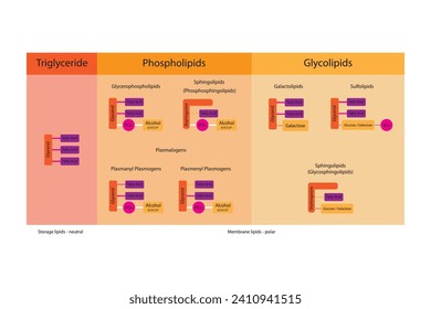 Diagram showing classification of lipids - storage lipids, membrane lipids - phospholipid, glycolipid, sulfolipid, etc, including chemical linkages. Orange and pink scientific vector illustration.