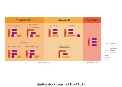 Diagram showing classification of lipids - storage lipids, membrane lipids - phospholipid, glycolipid, sulfolipid, etc, including chemical linkages. Orange and pink scientific vector illustration.