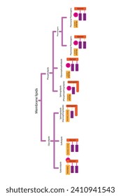 Diagram showing classification of lipids - storage lipids, membrane lipids - phospholipids, glycolipids, triglycerides, plasmogens and more. Orange and pink scientific vector illustration.