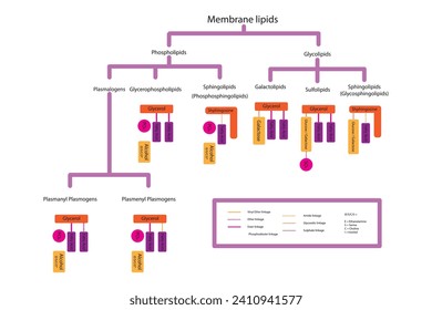 Diagram showing classification of lipids - storage lipids, membrane lipids - phospholipid, glycolipid, sulfolipid, etc, including chemical linkages. Orange and pink scientific vector illustration.