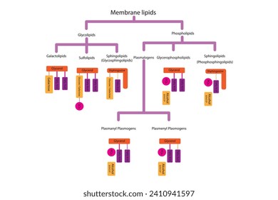 Diagram showing classification of lipids - storage lipids, membrane lipids - phospholipids, glycolipids, triglycerides, plasmogens and more. Orange and pink scientific vector illustration.