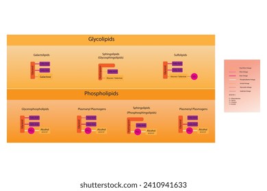 Diagram showing classification of lipids - storage lipids, membrane lipids - phospholipid, glycolipid, sulfolipid, etc, including chemical linkages. Orange and pink scientific vector illustration.