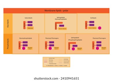 Diagram showing classification of lipids - storage lipids, membrane lipids - phospholipid, glycolipid, sulfolipid, etc, including chemical linkages. Orange and pink scientific vector illustration.