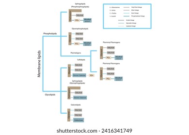 Diagram showing classification of lipids - storage lipids, membrane lipids - phospholipid, glycolipid, sulfolipid and more. Yellow and blue scientific vector illustration.