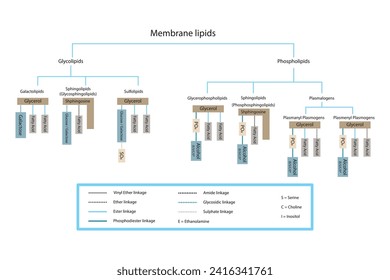 Diagram showing classification of lipids - storage lipids, membrane lipids - phospholipid, glycolipid, sulfolipid and more. Yellow and blue scientific vector illustration.