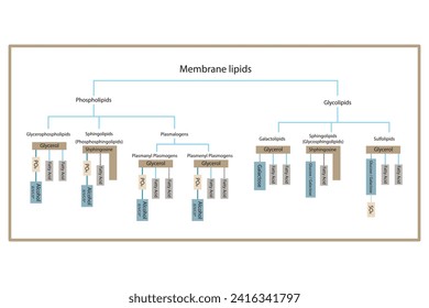 Diagram showing classification of lipids - storage lipids, membrane lipids - phospholipid, glycolipid, sulfolipid and more. Yellow and blue scientific vector illustration.