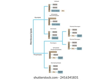 Diagram showing classification of lipids - storage lipids, membrane lipids - phospholipid, glycolipid, sulfolipid and more. Yellow and blue scientific vector illustration.