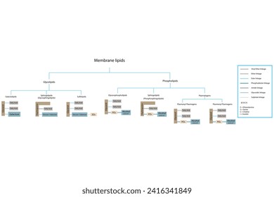 Diagram showing classification of lipids - storage lipids, membrane lipids - phospholipid, glycolipid, sulfolipid and more. Yellow and blue scientific vector illustration.