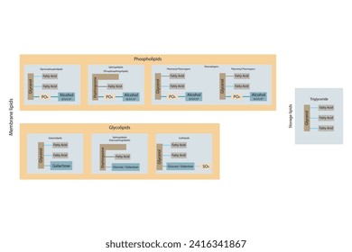 Diagram showing classification of lipids - storage lipids, membrane lipids - phospholipid, glycolipid, sulfolipid and more. Yellow and blue scientific vector illustration.