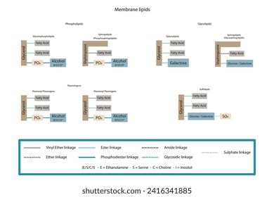 Diagram showing classification of lipids - storage lipids, membrane lipids - phospholipid, glycolipid, sulfolipid, etc, including chemical linkages Yellow and blue scientific vector illustration.