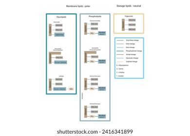 Diagram showing classification of lipids - storage lipids, membrane lipids - phospholipid, glycolipid, sulfolipid, etc, including chemical linkages Yellow and blue scientific vector illustration.